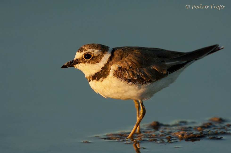 Chorlitejo chico (Charadrius dubius)